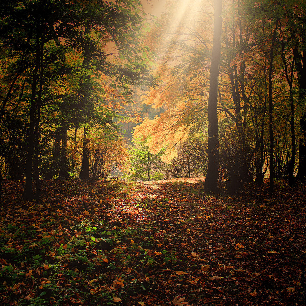 How To Bring Fall Home