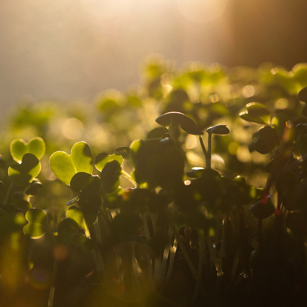 Micro-Gardening: How To Start Yours At Home