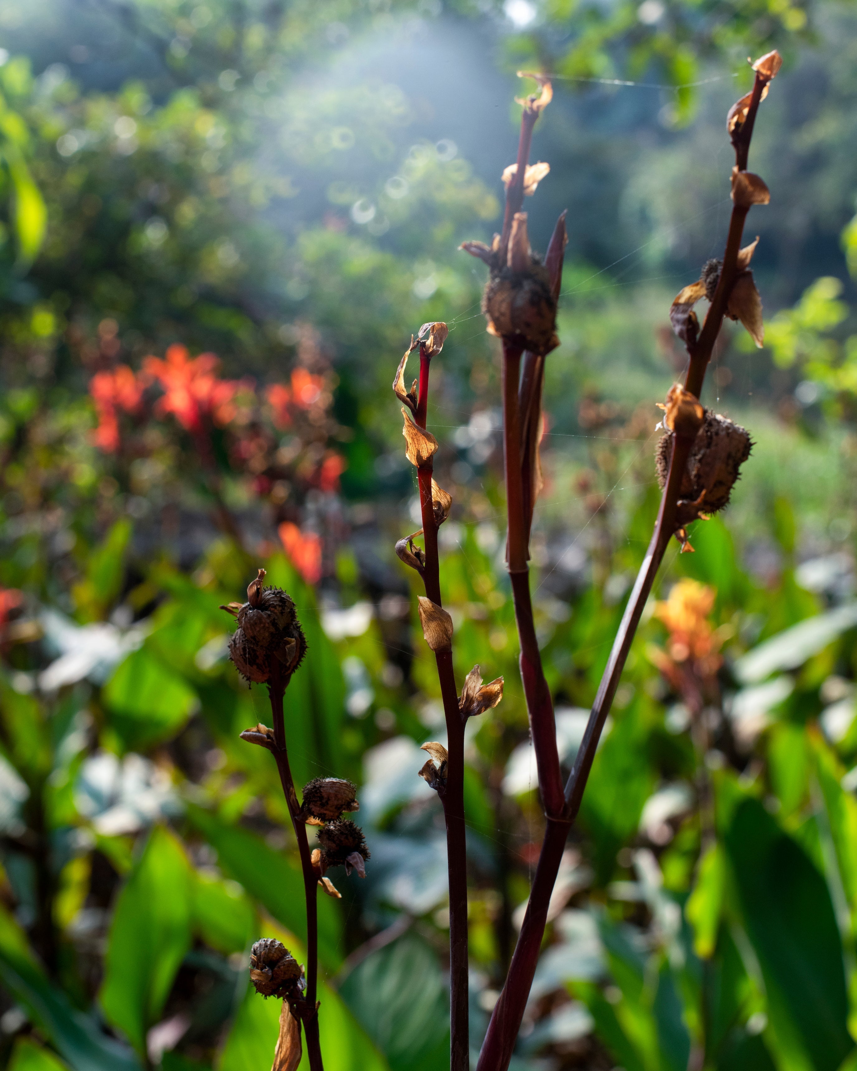 To 2020: A Year of Hidden Blessings!