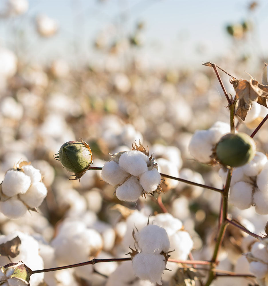 What Makes Himêya Earth-Friendly